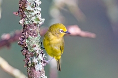 Kikuyu White-eye [Zosterops kikuyuensis]