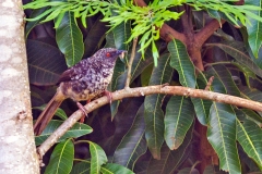 Hinde's Babbler [Turdoides hindei]