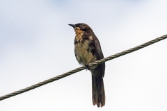 Northern Pied Babbler [Turdoides hypoleuca hypoleuca]
