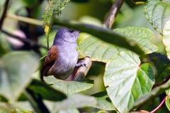 African Hill Babbler [Sylvia abyssinica abyssinica]