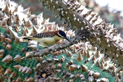 Rufous-backed Wren [Campylorhynchus capistratus capistratus]
