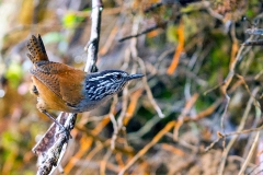 Grey-breasted Wood Wren [Henicorhina leucophrys collina]