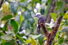 Spot-breasted Wren [Pheugopedius maculipectus petersi]