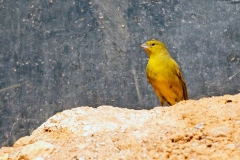 Greenish Yellow Finch [Sicalis olivascens chloris]