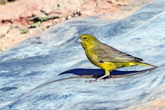 Greenish Yellow Finch [Sicalis olivascens chloris]