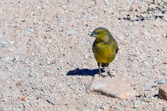 Greenish Yellow Finch [Sicalis olivascens chloris]