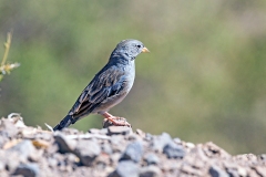Band-tailed Sierra Finch [Rhopospina alaudina alaudina]