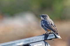 Diuca Finch [Diuca diuca diuca]
