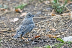 Diuca Finch [Diuca diuca diuca]