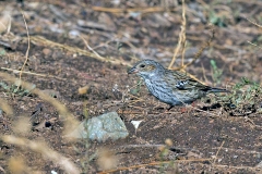 Mourning Sierra Finch [Rhopospina fruticeti fruticeti]