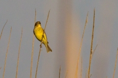 Grassland Yellow Finch [Sicalis luteola luteiventris]
