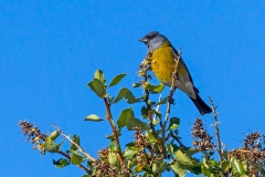 Grey-hooded Sierra Finch [Phrygilus gayi gayi]