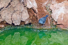 Ash-breasted Sierra Finch [Geospizopsis plebejus plebejus]