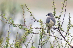 Diuca Finch [Diuca diuca diuca]