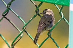 Slaty Flowerpiercer [Diglossa plumbea]