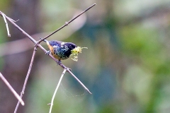 Spangle-cheeked Tanager [Tangara dowii]