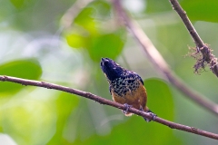 Spangle-cheeked Tanager [Tangara dowii]