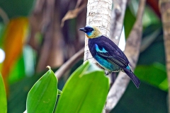 Golden-hooded Tanager [Stilpnia larvata franciscae]