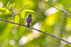 Ruddy-breasted Seedeater [Sporophila minuta centralis]
