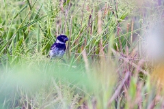 Variable Seedeater [Sporophila corvina hoffmanni]