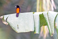 Scarlet-rumped Tanager [Ramphocelus passerinii costaricensis]