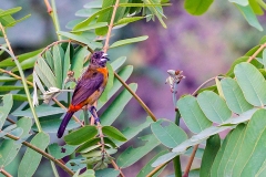 Scarlet-rumped Tanager [Ramphocelus passerinii costaricensis]