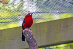 Brazilian Tanager [Ramphocelus bresilia]