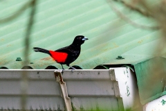 Scarlet-rumped Tanager [Ramphocelus passerinii costaricensis]