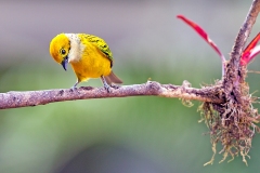 Silver-throated Tanager [Tangara icterocephala frantzii]