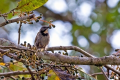 Buff-throated Saltator [Saltator maximus intermedius]
