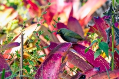 Yellow-faced Grassquit [Tiaris olivaceus pusillus]
