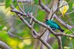 Green Honeycreeper [Chlorophanes spiza argutus]