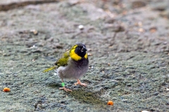 Cuban Grassquit [Phonipara canora]