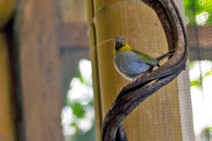 Cuban Grassquit [Phonipara canora]