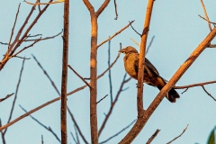 Cinnamon-bellied Saltator [Saltator grandis brevicaudus]