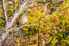 Peg-billed Finch [Acanthidops bairdi]