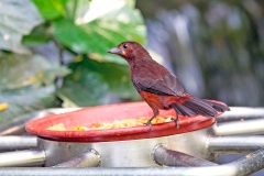 Silver-beaked Tanager [Ramphocelus carbo]