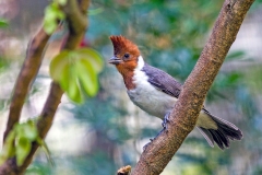 Red-crested Cardinal [Paroaria coronata]