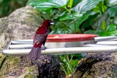 Silver-beaked Tanager [Ramphocelus carbo]