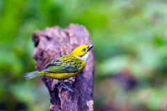 Silver-throated Tanager [Tangara icterocephala frantzii]