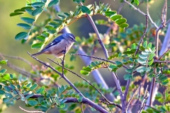 Cinereous Conebill [Conirostrum cinereum littorale]