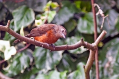 Brazilian Tanager [Ramphocelus bresilia]