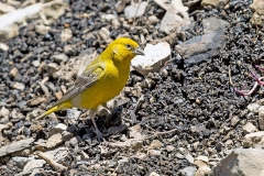 Greater Yellow Finch [Sicalis auriventris]