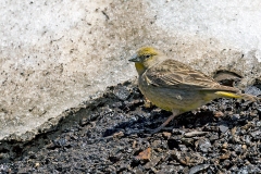 Greater Yellow Finch [Sicalis auriventris]