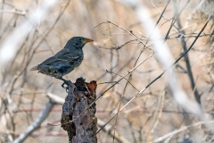 Common Cactus Finch [Geospiza scandens intermedia]