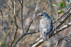 Medium Ground Finch [Geospiza fortis]