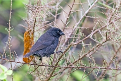 Small Ground Finch [Geospiza fuliginosa]
