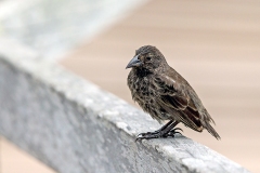 Common Cactus Finch [Geospiza scandens intermedia]