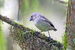 Small Tree Finch [Camarhynchus parvulus parvulus]