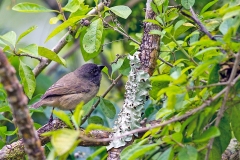 Small Tree Finch [Camarhynchus parvulus parvulus]